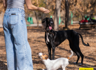 Kazakh Scientists Uncover Genetic Secrets of the Tazy Hunting Dog Breed